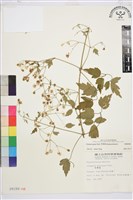 串鼻龍藏品圖，第1張