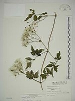 串鼻龍藏品圖，第1張