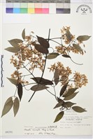 柱果鐵線蓮藏品圖，第1張