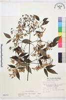 柱果鐵線蓮藏品圖，第1張