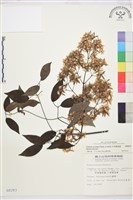 柱果鐵線蓮藏品圖，第1張