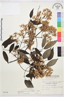 柱果鐵線蓮藏品圖，第1張