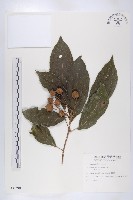 猴歡喜藏品圖，第1張