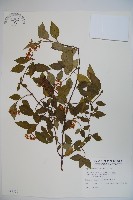 狹葉莢迷藏品圖，第1張