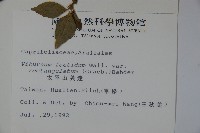 狹葉莢迷藏品圖，第2張