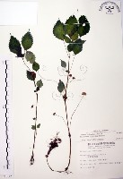 長梗盤花麻藏品圖，第1張