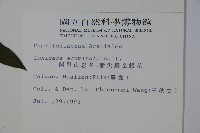 阿里山忍冬、漸尖葉忍冬藏品圖，第2張