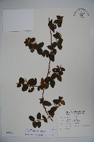 無梗忍冬藏品圖，第1張