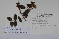 無梗忍冬藏品圖，第2張