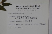 阿里山忍冬、漸尖葉忍冬藏品圖，第2張