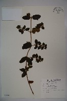 無梗忍冬藏品圖，第1張