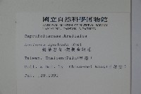 無梗忍冬藏品圖，第2張