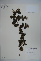 無梗忍冬藏品圖，第1張