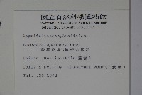 無梗忍冬藏品圖，第2張