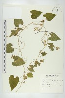 青牛膽藏品圖，第1張