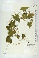 青牛膽藏品圖，第1張