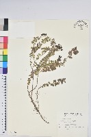 高山白珠樹藏品圖，第1張