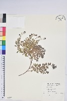 高山白珠樹藏品圖，第1張