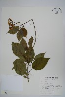 恆春厚殼樹藏品圖，第1張