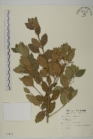 刺果衛矛藏品圖，第1張