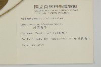 刺果衛矛藏品圖，第2張