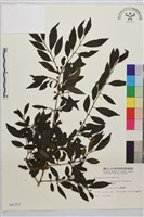 畢祿山鼠李藏品圖，第1張