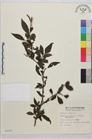 畢祿山鼠李藏品圖，第1張