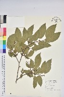 南燭藏品圖，第1張