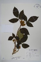 臺灣藤漆藏品圖，第1張