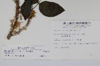 臺灣藤漆藏品圖，第2張