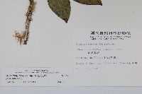 臺灣藤漆藏品圖，第2張