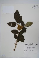 臺灣藤漆藏品圖，第1張