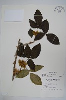 臺灣藤漆藏品圖，第1張