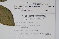 臺灣藤漆藏品圖，第2張