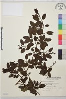 臺灣黃鱔藤藏品圖，第1張