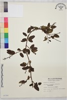 臺灣黃鱔藤藏品圖，第1張