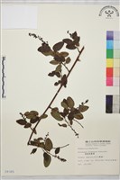 臺灣黃鱔藤藏品圖，第4張