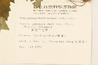 黃花三七草藏品圖，第2張