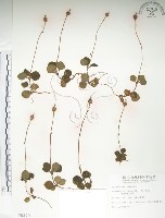 單花鹿蹄草藏品圖，第1張