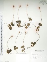 單花鹿蹄草藏品圖，第1張