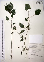 長梗盤花麻藏品圖，第1張