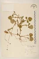 矮菊藏品圖，第1張