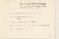 矮菊藏品圖，第2張