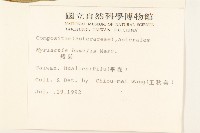 矮菊藏品圖，第2張