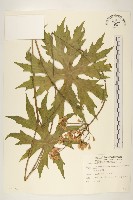 高山破傘菊藏品圖，第1張