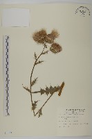 鱗毛薊藏品圖，第1張