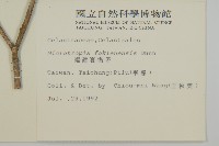 福建賽衛矛、福建假衛矛藏品圖，第2張