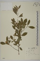 厚葉衛矛, 源一木藏品圖，第1張