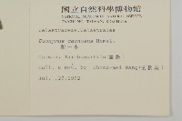 厚葉衛矛, 源一木藏品圖，第2張