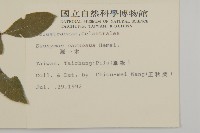 厚葉衛矛, 源一木藏品圖，第2張